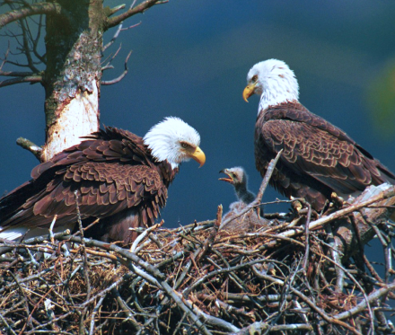 Eagls eat