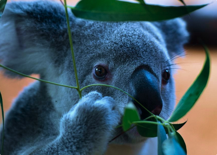 koala eat