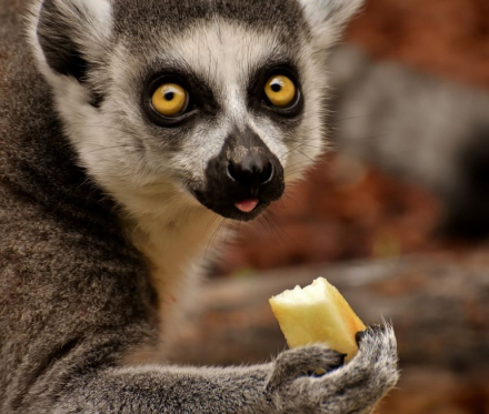Lemur eat