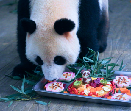 Panda eat