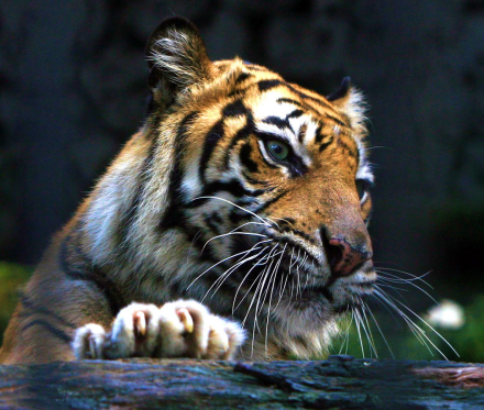 Tiger eat