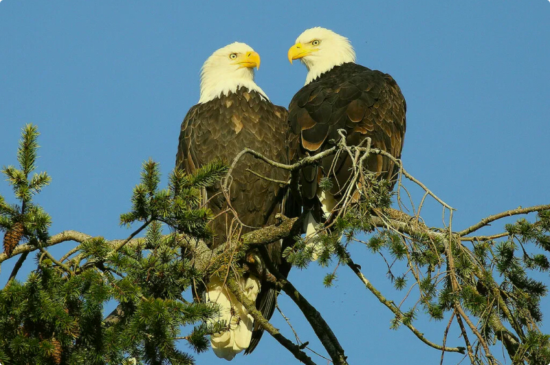 eagles in the nest image