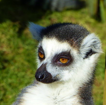 Lemur image