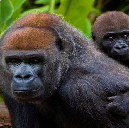 Monkey image