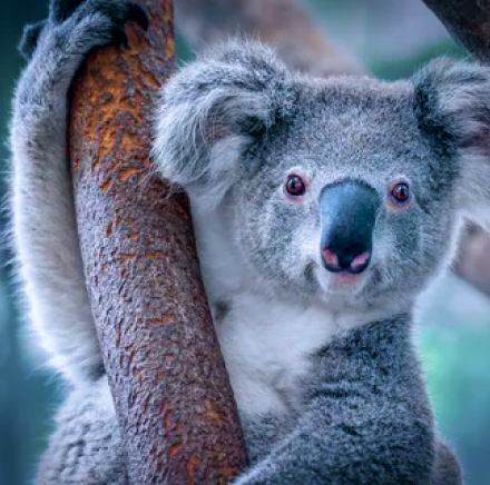 Koala image