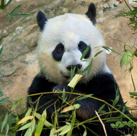 Panda image