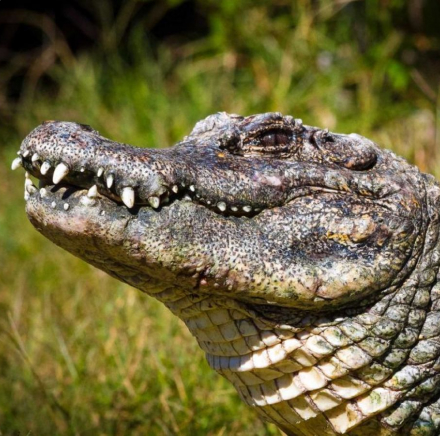 Alligator image