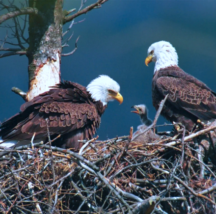 eagles image