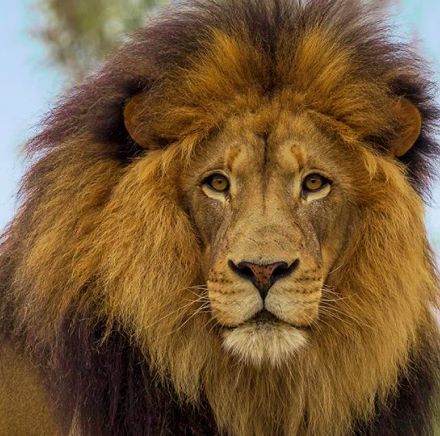 Lion image