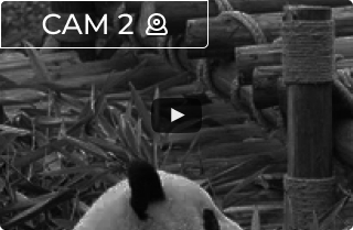 camera preview image