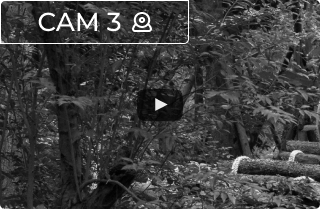 camera preview image