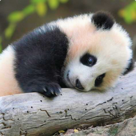 small panda sleep